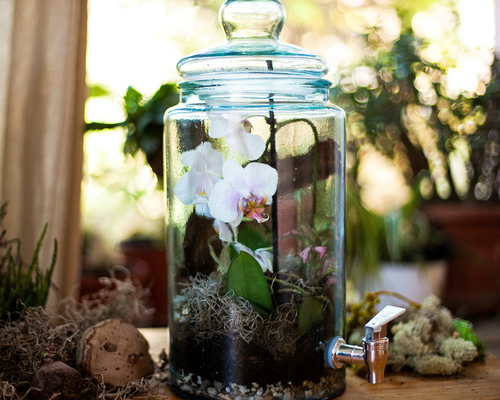 When learning how to make an orchid terrarium, you need to decide whether it should be open or closed. This closed terrarium contains a beautiful white orchid