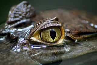 A close-up of a crocodile's eye. Do you see any tears yet?