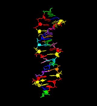 Researchers developed a new type of DNA in the lab that is made up of eight letters, rather than the natural four.