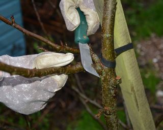 Cutting a flap in apple tree bark to insert mistletoe berries