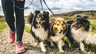 Woman walking three dogs at once