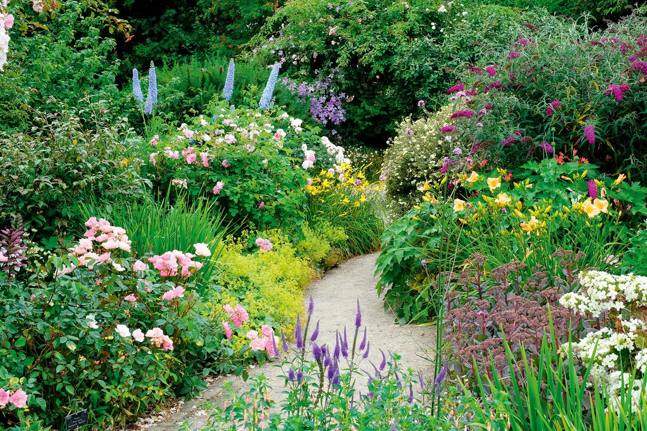 Shrubs, including buddlejia and roses, provide structure to this mixed herbaceous border at RHS Rosemoor, Devon.