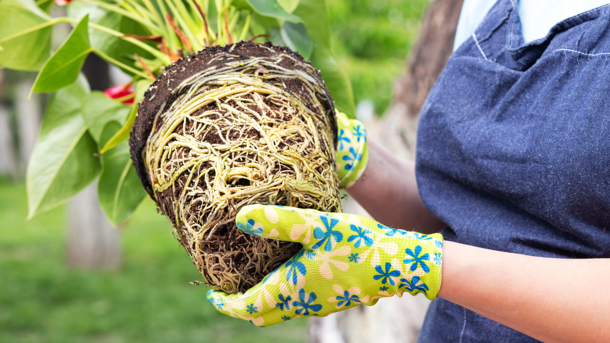 woman holding root bound plant 
