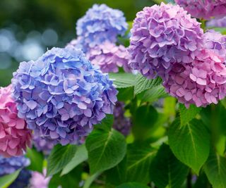 hydrangea flowers and leaves