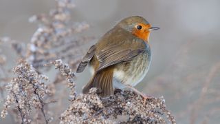 picture of robin on tree branch