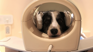 One of the dogs from the experiment has its brain scanned in an MRI machine.