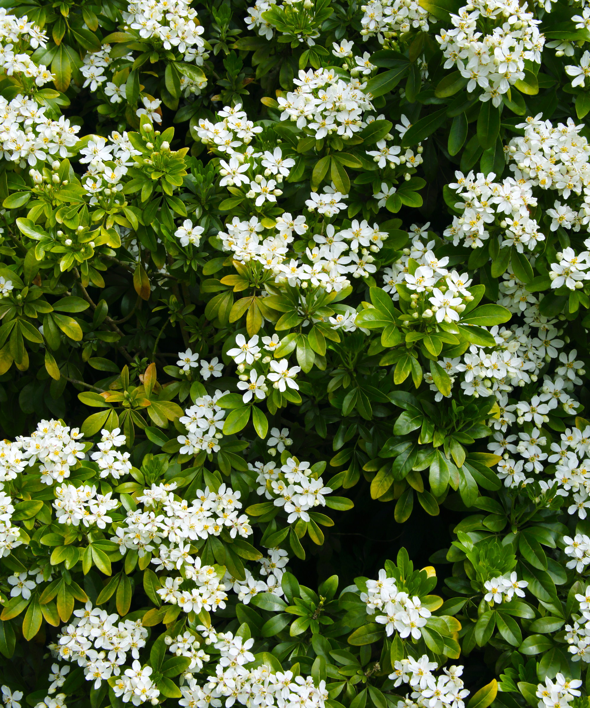 A blooming Mexican orange blossom shrub is covered in white flowers