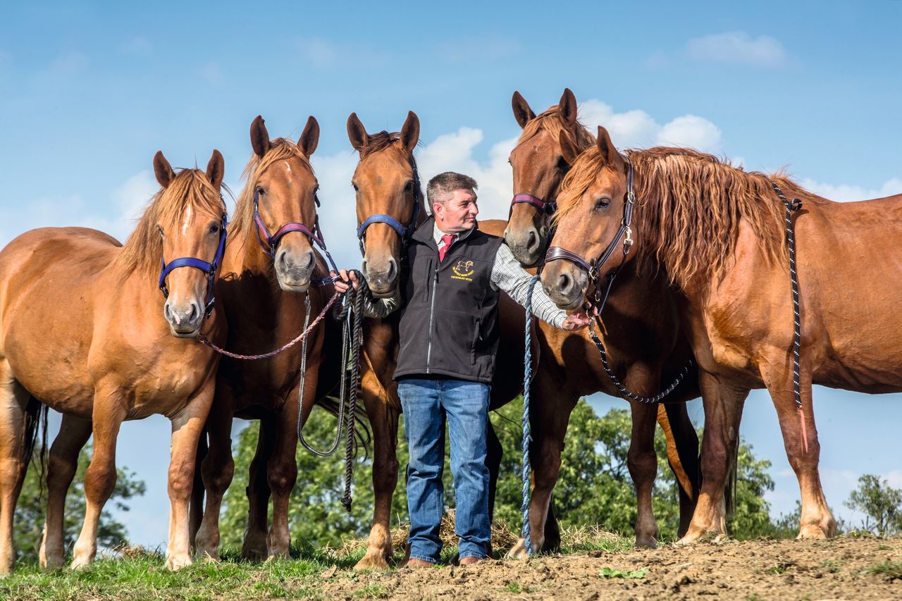 Bruce Langley-McKim with his Suffolk Punch horses (mares) at Thorpley Stud in Halstead, Leicestershire.