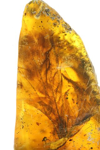 hatchling preserved in amber