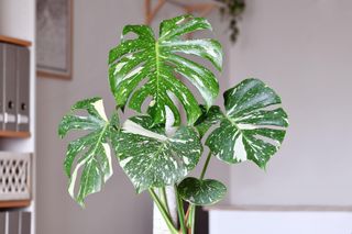 close up of Monstera deliciosa Thai Constellation plant