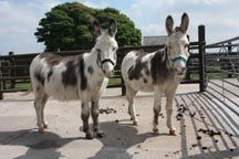donkeys3.jpg