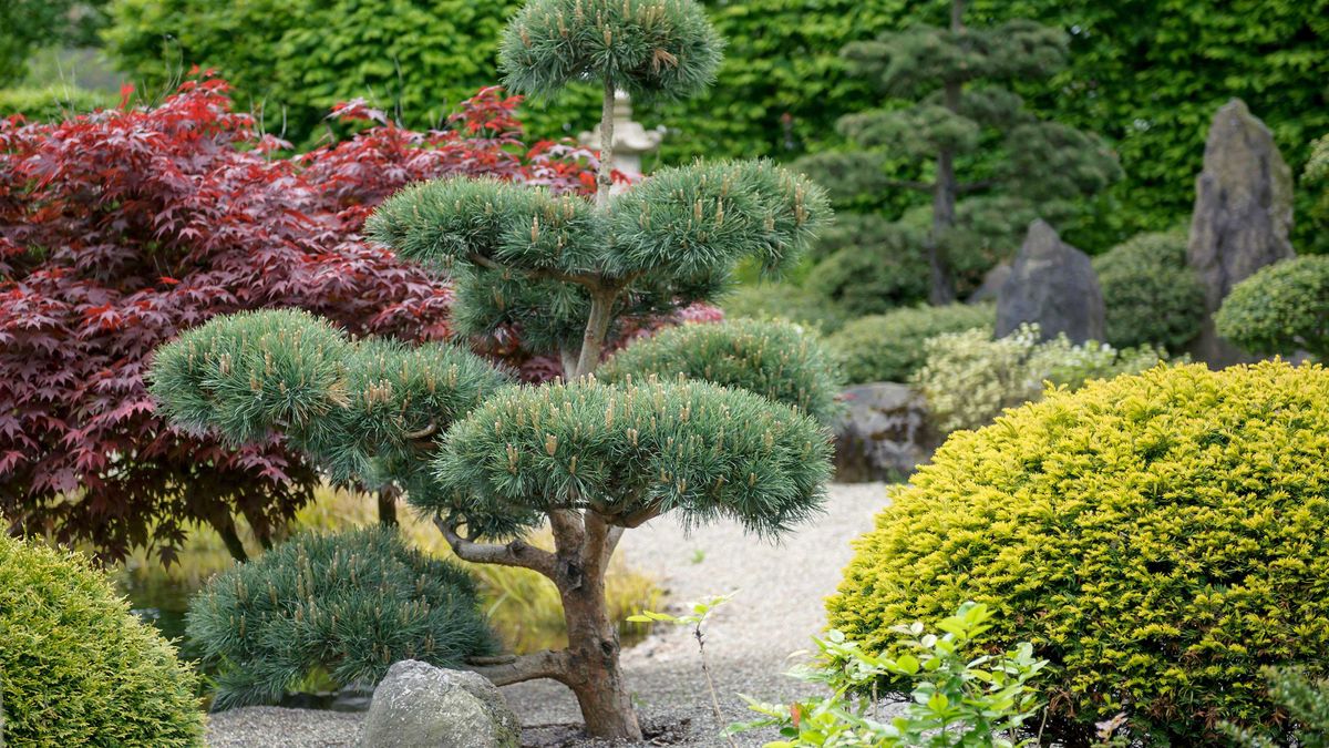 What Is Cloud Pruning And How Can You Try It In Your Backyard 