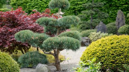 Japanese garden with cloud pruned trees and shrubs