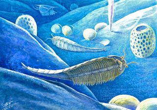 This illustration shows the newly described Cambrian arthropod Xiaocaris luoi, swimming along the ocean floor as they look for their next meal.