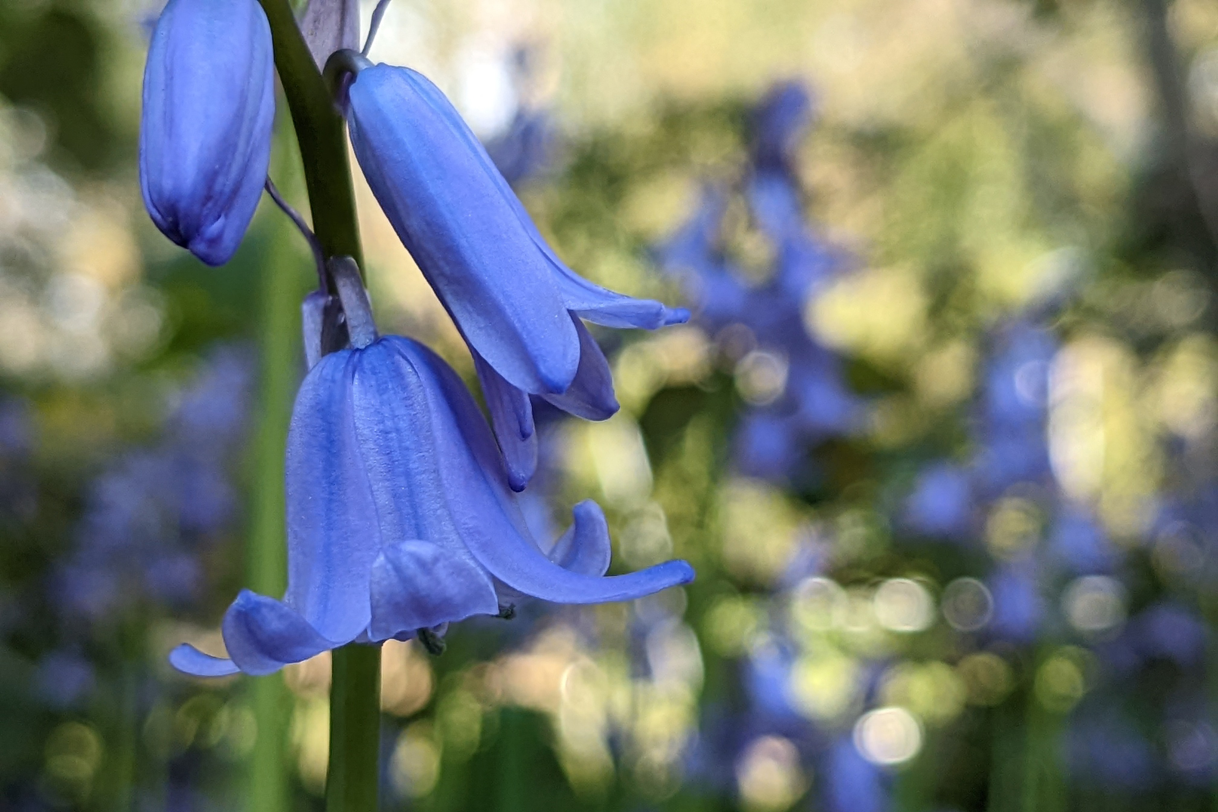 Two bluebells in a field