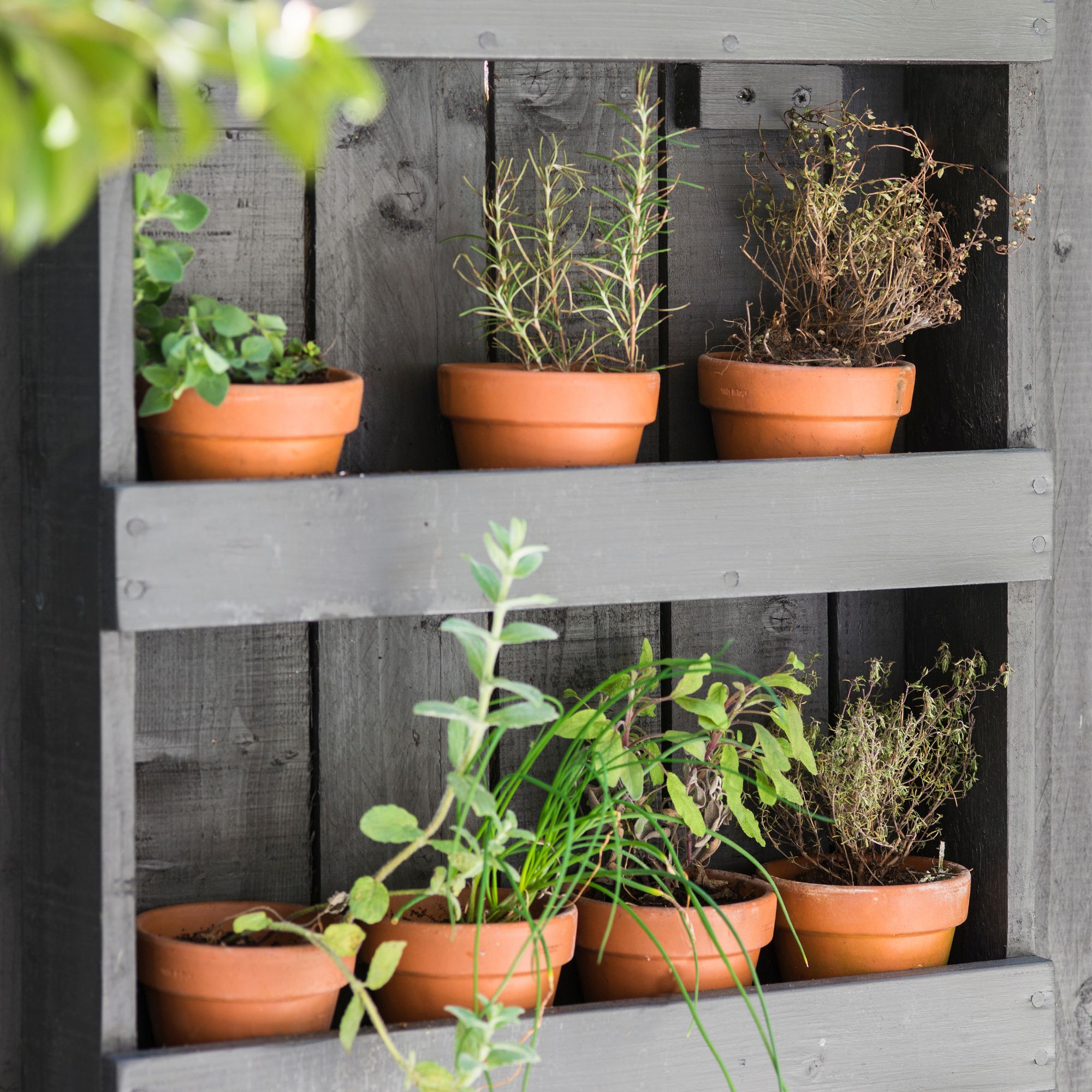 Herbs growing in small terracotta plant pots on black painted wooden shelving
