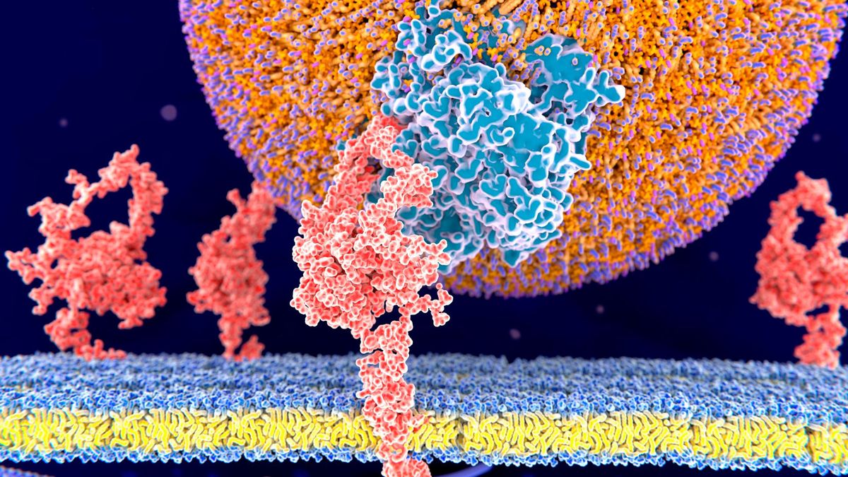 illustration shows a large orb (LDL) bound to a protein on the surface of a cell