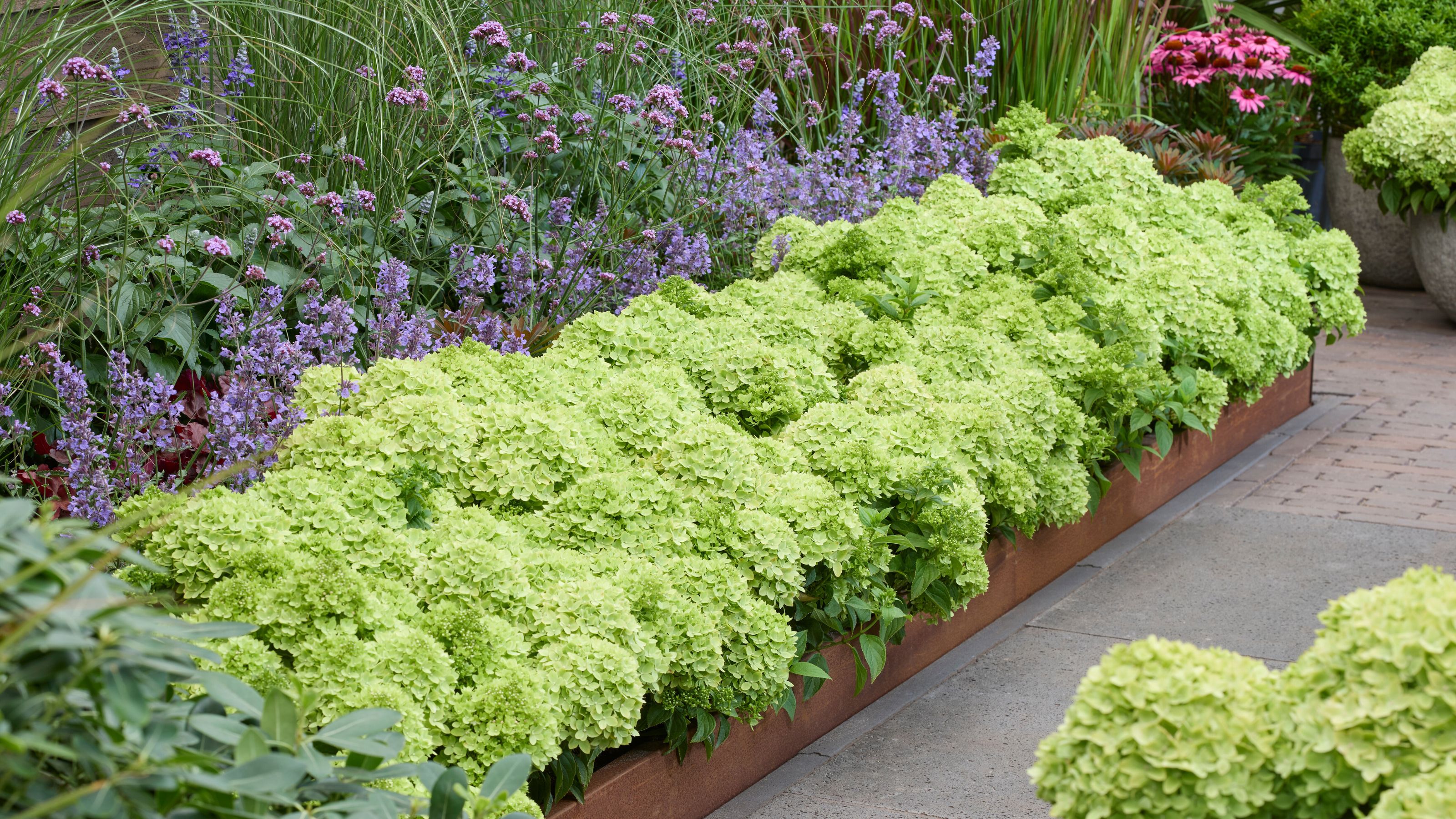 Hydrangea paniculata 'Groundbreaker&reg; Greeny&trade;' growing in garden bed