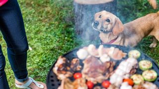 dog next to a BBQ