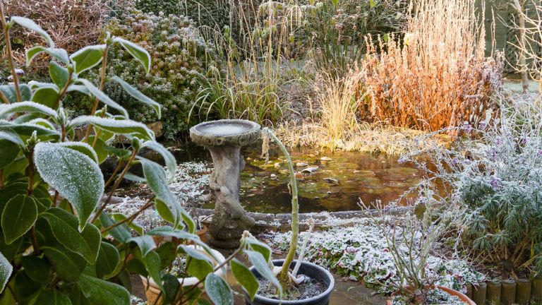 how to prepare a garden for winter: frosty pond