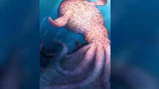 Illustration of giant pink octopus in the ocean with blue border 