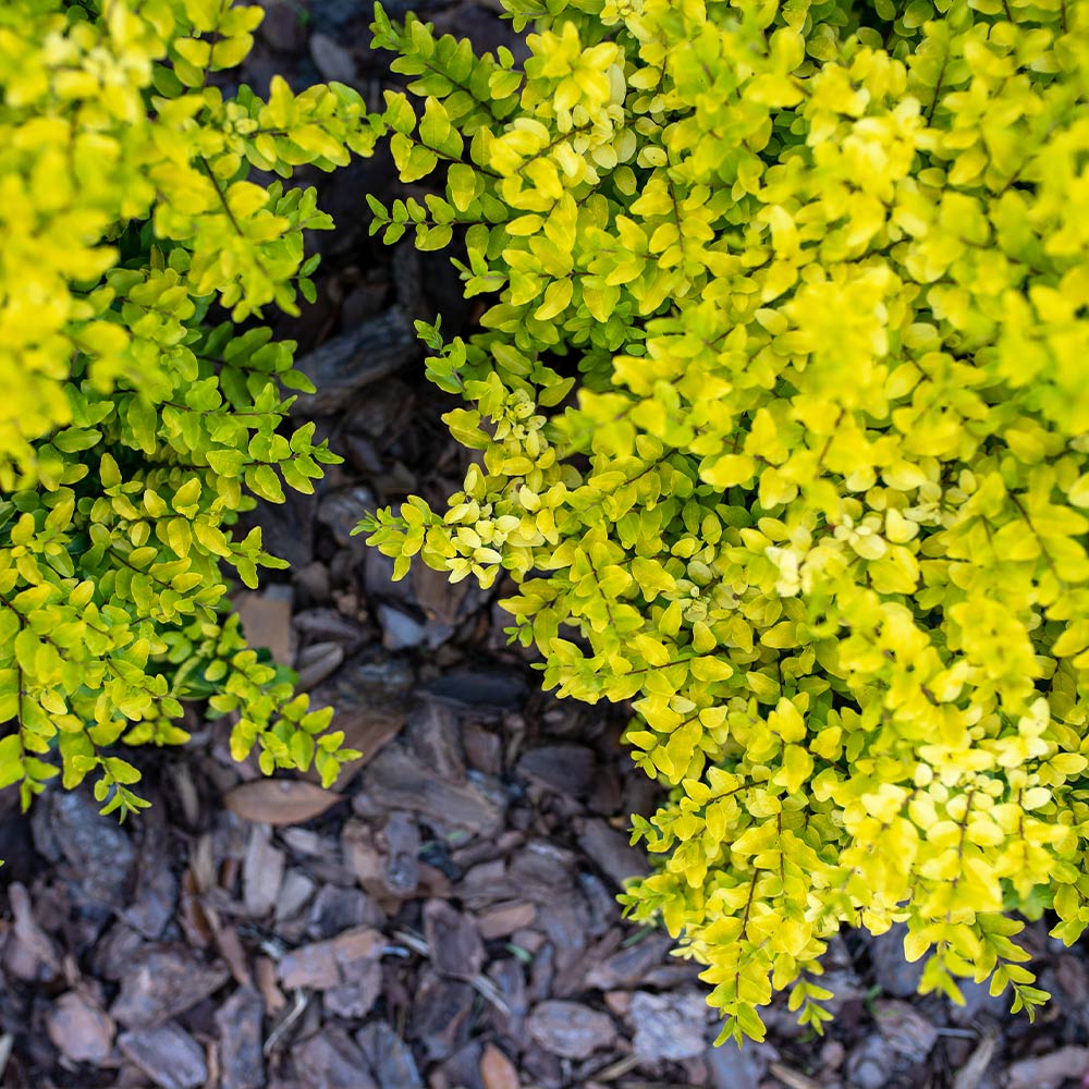 Southern Living&amp;reg; Sunshine Ligustrum Shrub