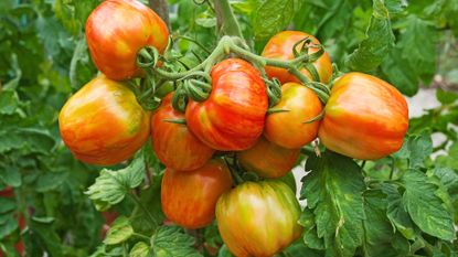 Fresh Blue Tomatoes!!, Red Tomatoes were looking so boring …