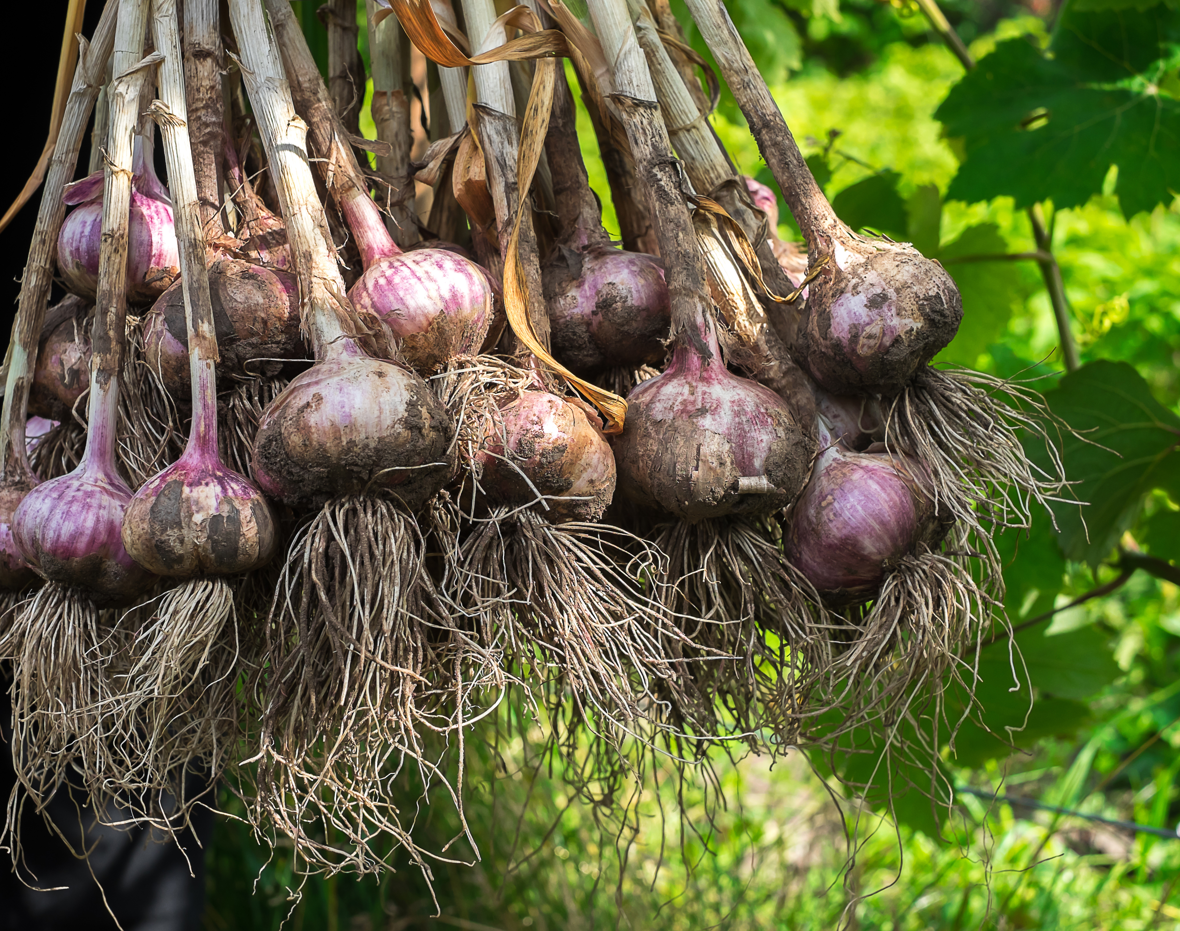 Freshly picked garlic plants