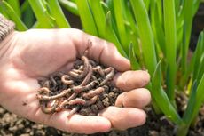 Gardener Hand Holding Worms In Garden