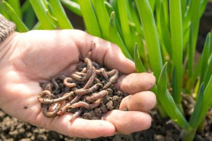 Gardener Hand Holding Worms In Garden