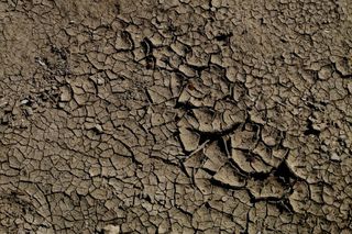 Climate change is causing extreme droughts in many areas - just one factor that is increasing global food prices, according to Oxfam. Credit: sxc.hu