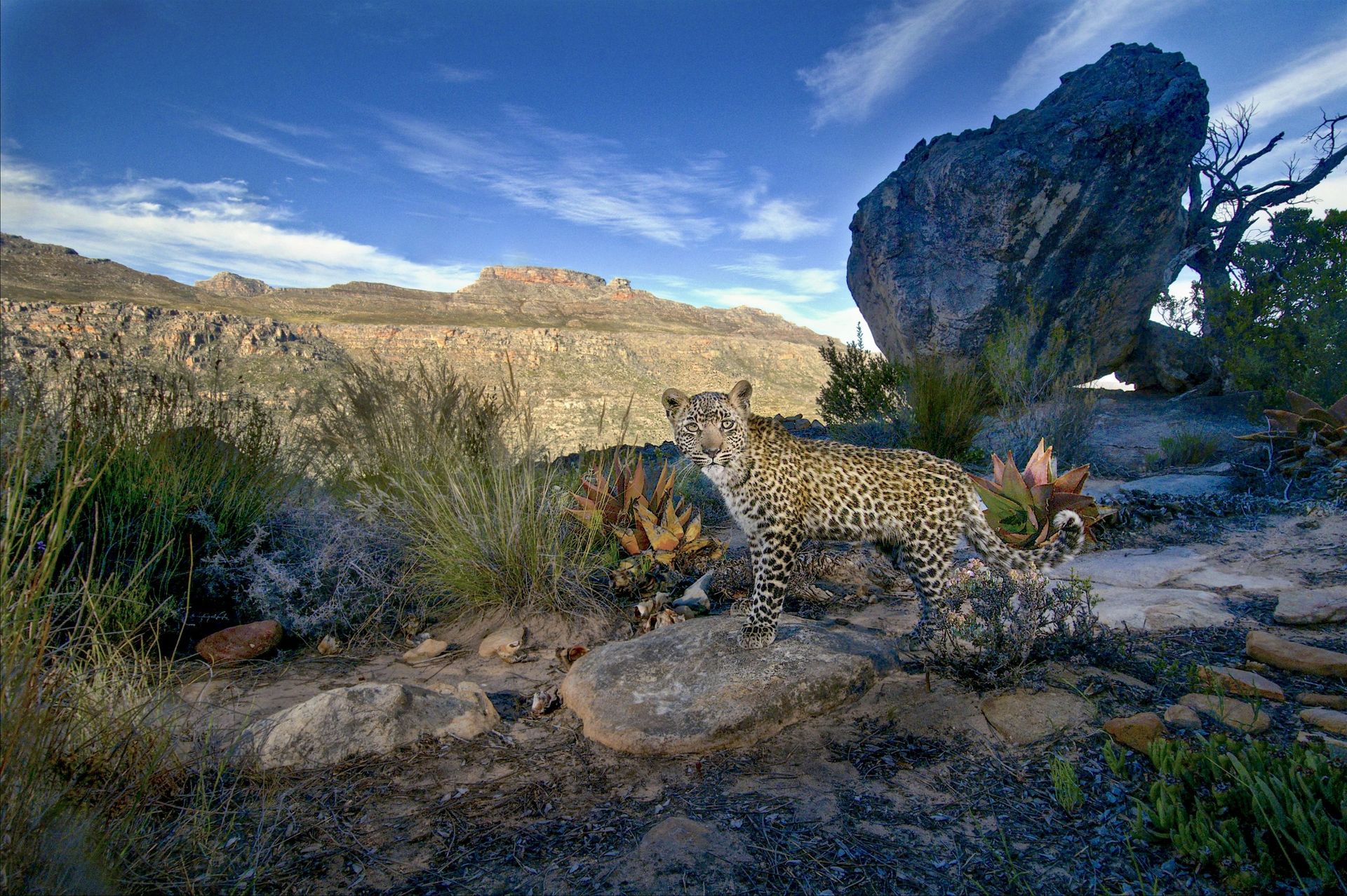 leopard cub in a rocky landscape
