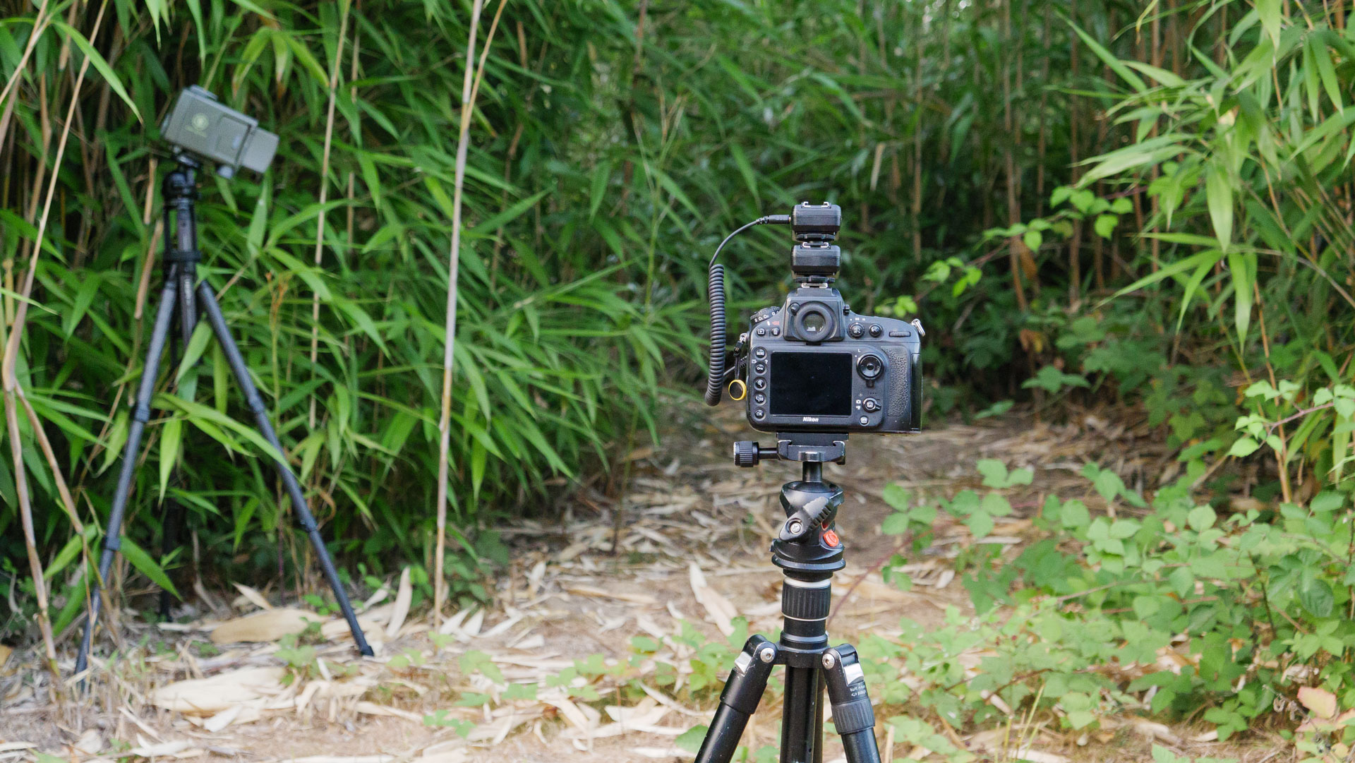 Camtraptions Camera Trap device on a tripod alongside a Nikon DSLR on a tripod, plus two flashguns on tripods, all of which are nestled in and around bamboo foliage