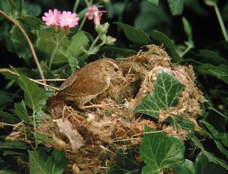 how to identify bird nests