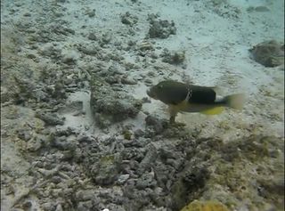 The first video of a fish using tools shows an orange-dotted tuskfish crushing a clam.