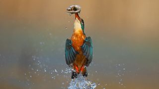 Still a great camera, Sony A9's power and precision capture a kingfisher with freshly caught fish