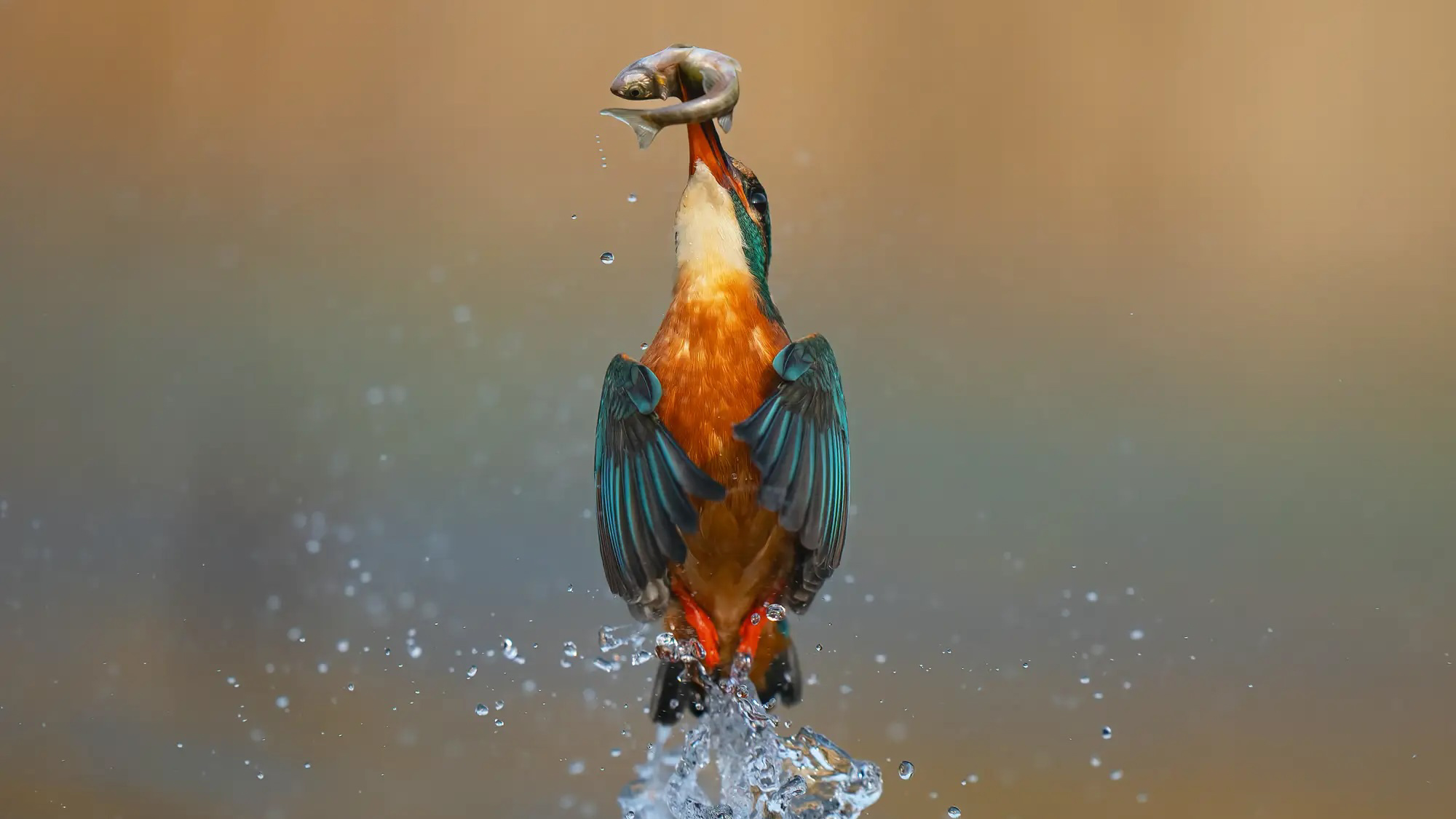 Photograph taken by Digital Camera magazine reader Dave Newman, of a kingfisher emerging from the water with a freshly caught fish.