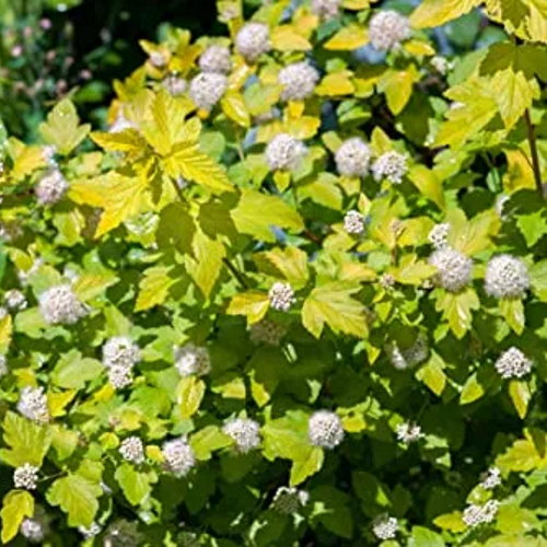 Common ninebark