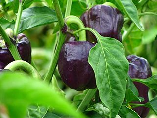 Purple Beauty Sweet Bell Pepper Seeds for Planting, 100+ Heirloom Seeds Per Packet, (isla's Garden Seeds), Non Gmo Seeds, Botanical Name: Capsicum Annuum, Great Home Garden Gift
