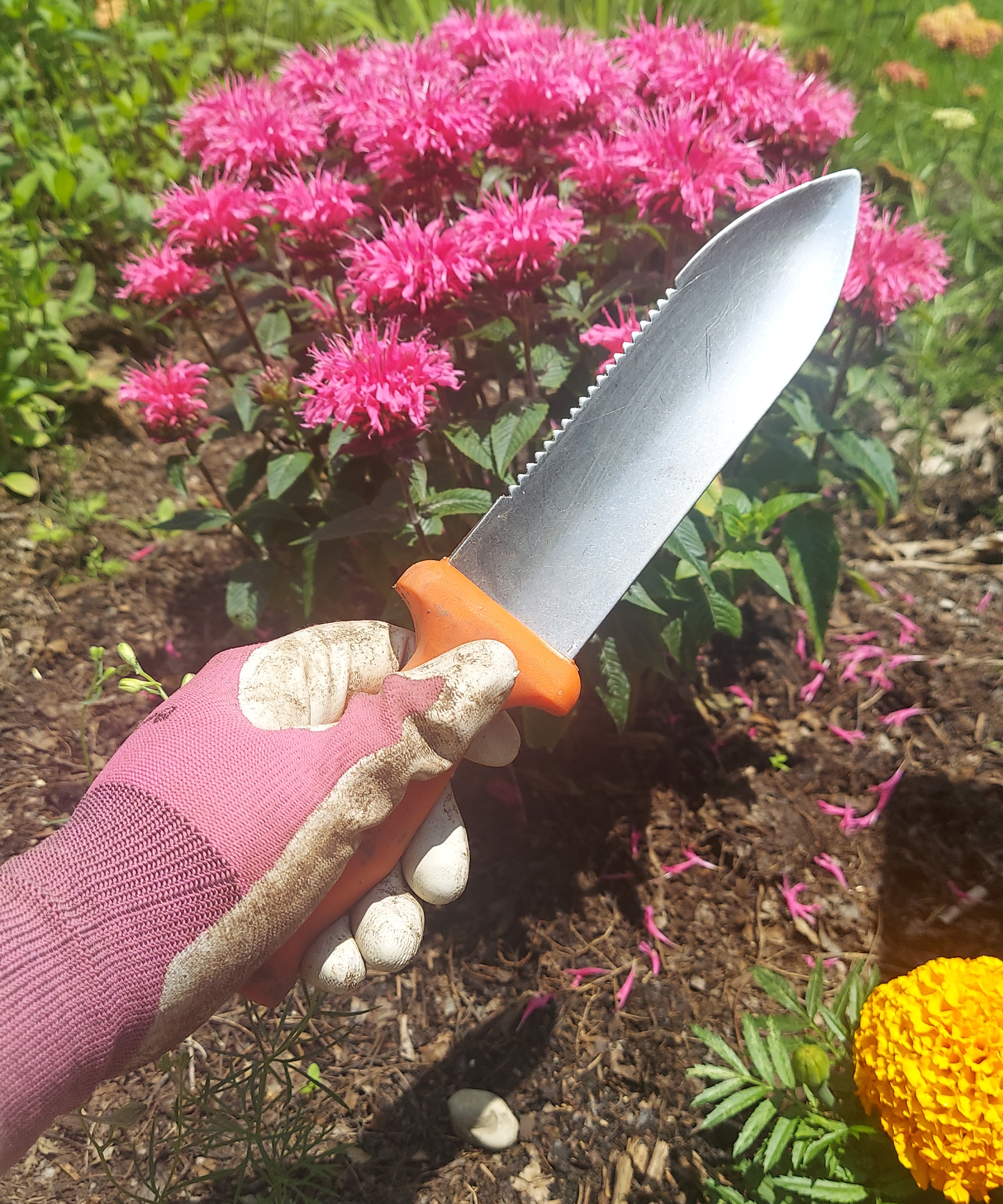 Gardener holds soil knife in front of bee balm plant