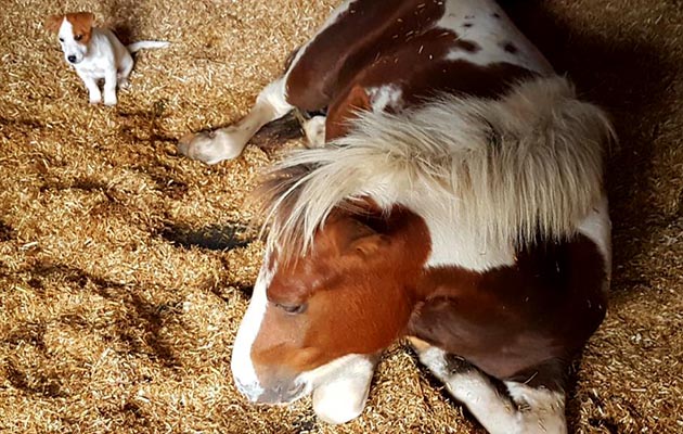“This is two-year-old World Horse Welfare Victor and his stable puppy Poppy” — Beth Joule