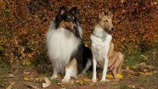 Rough and smooth collie