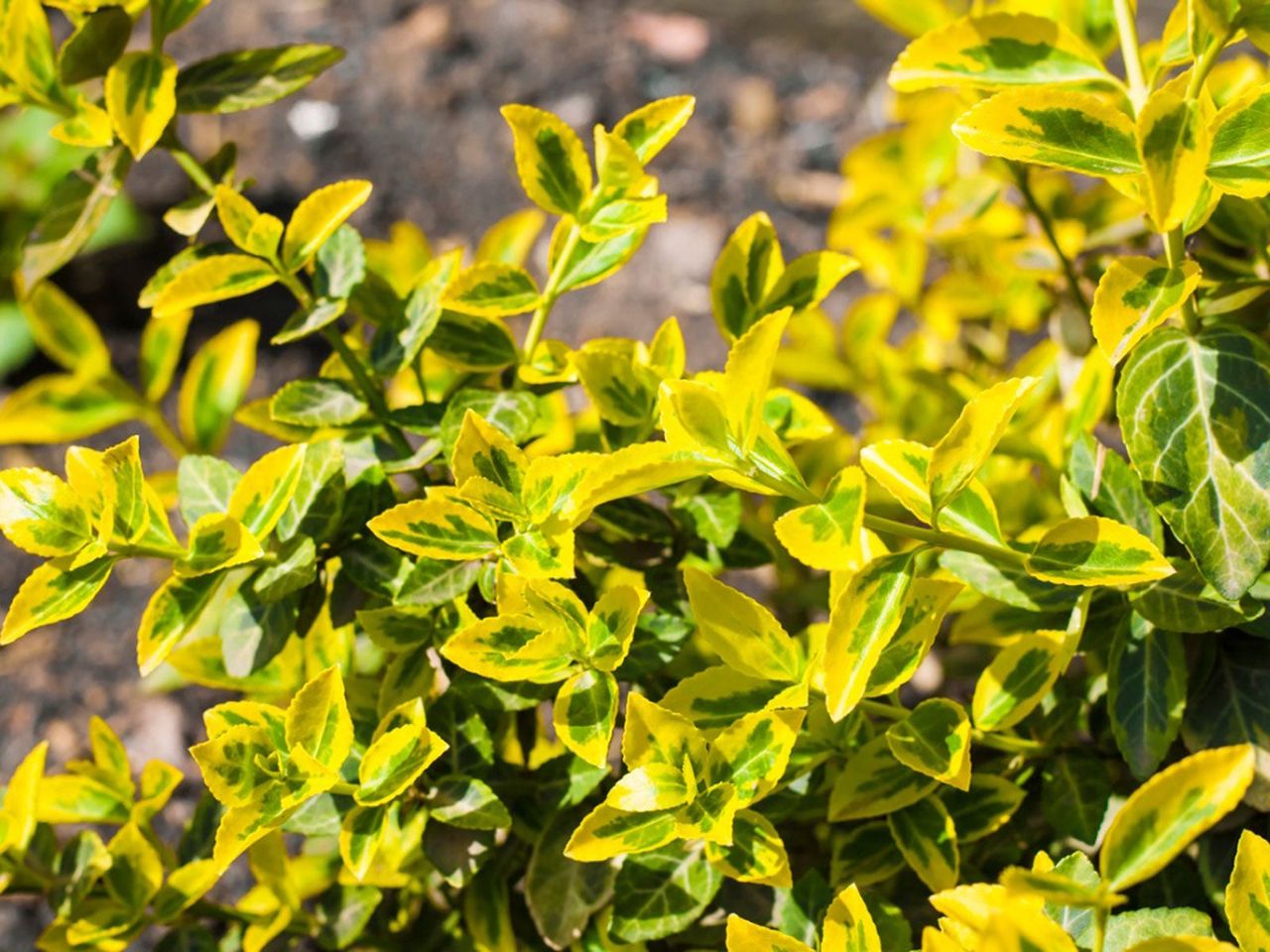 Yellow-Green Leaved Shrub