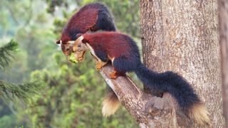 Two large squirrels sit perched on a cut branch, one holding an acorn.