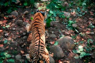 The wild tiger making its way into the forest after it was released at Bardia National Park, Nepal. Jan. 22, 2011