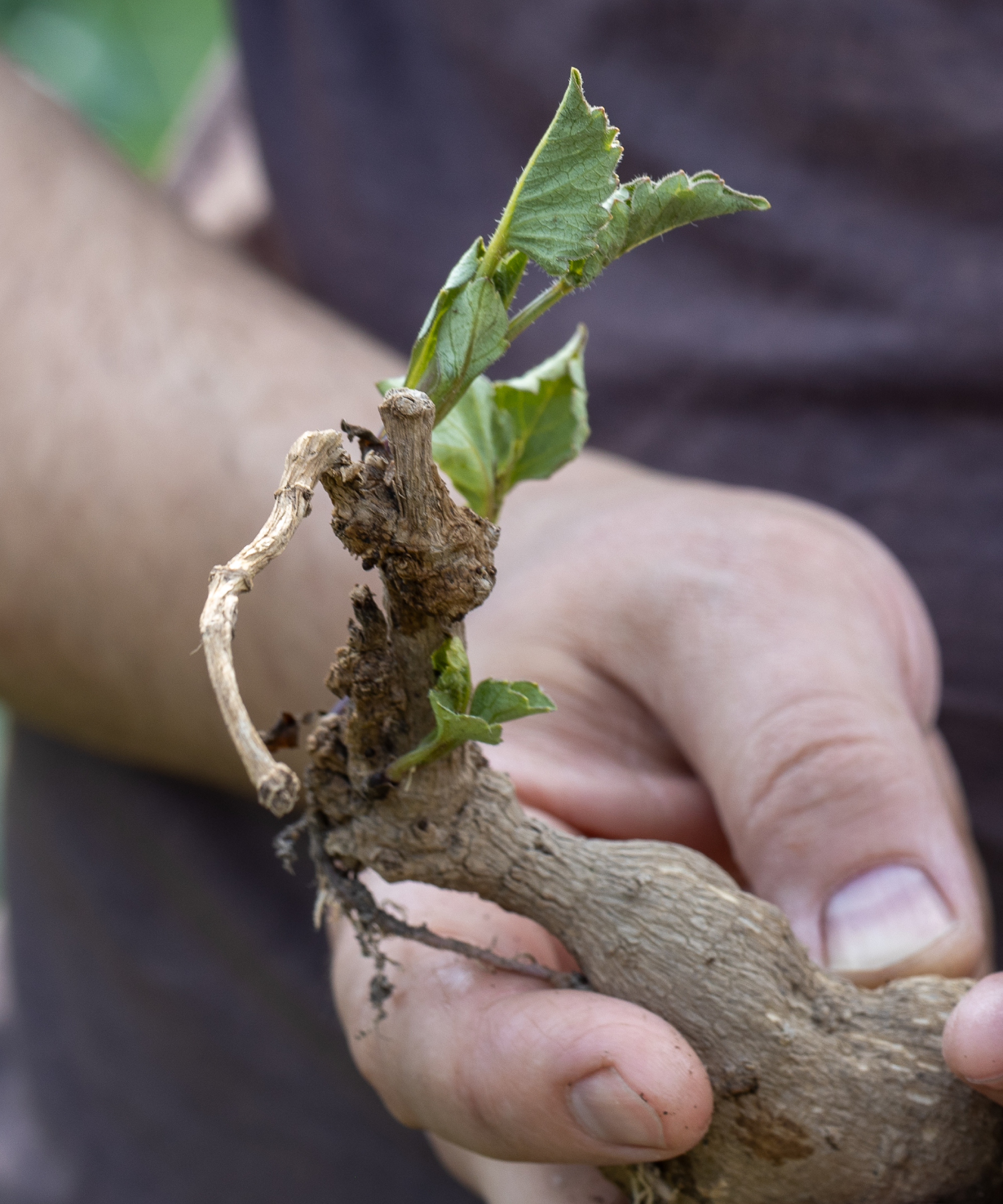 single dahlia tuber sprouting new growth