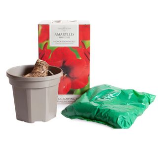 You Garden Amaryllis Gift Pack - Red Velvet