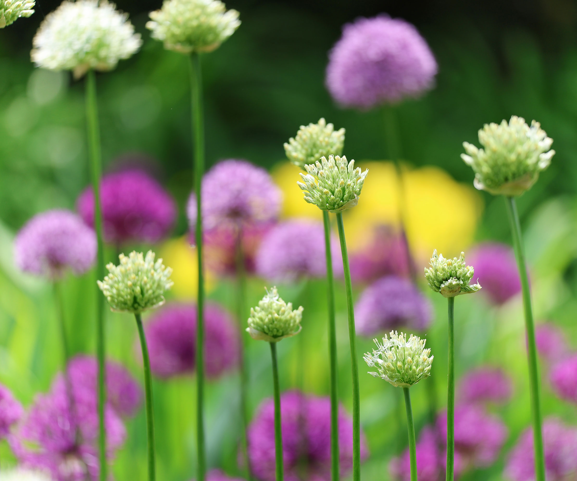 alliums with purple pink and white flowers