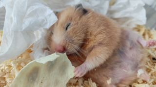 hamster sleeping in the corner of their cage