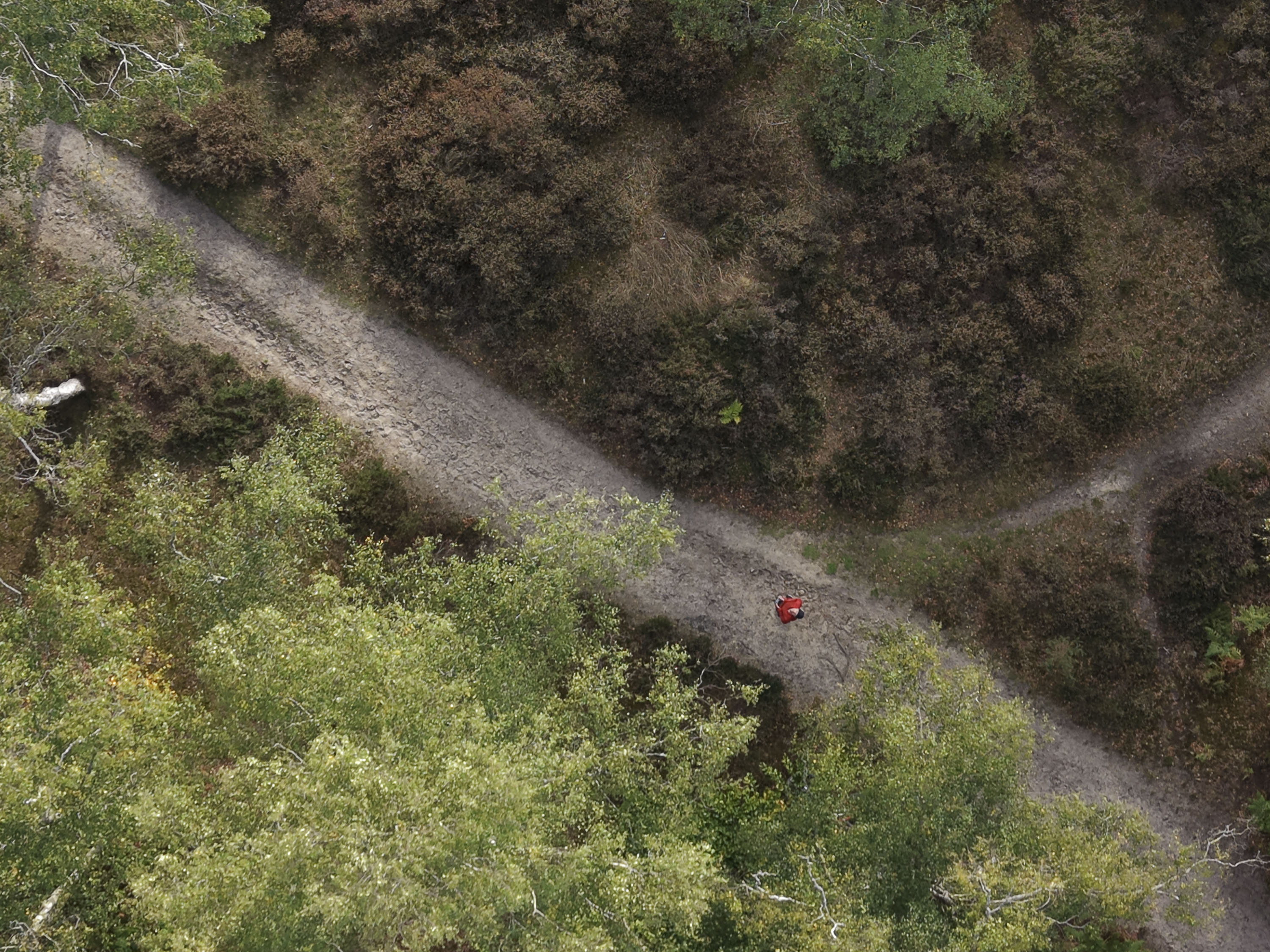 DJI Mini 5 Pro sample photos: an aerial view of a woodland with 3x digital zoom employed